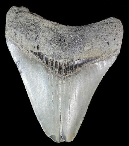 Bargain, Megalodon Tooth - North Carolina #54892